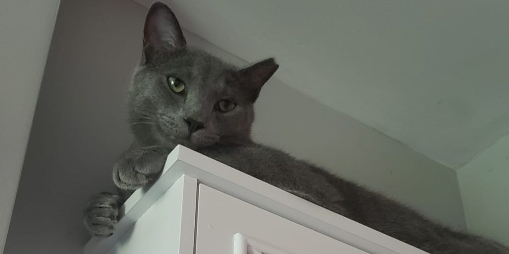 Russian Blue cat lays on top of cabinet staring. 